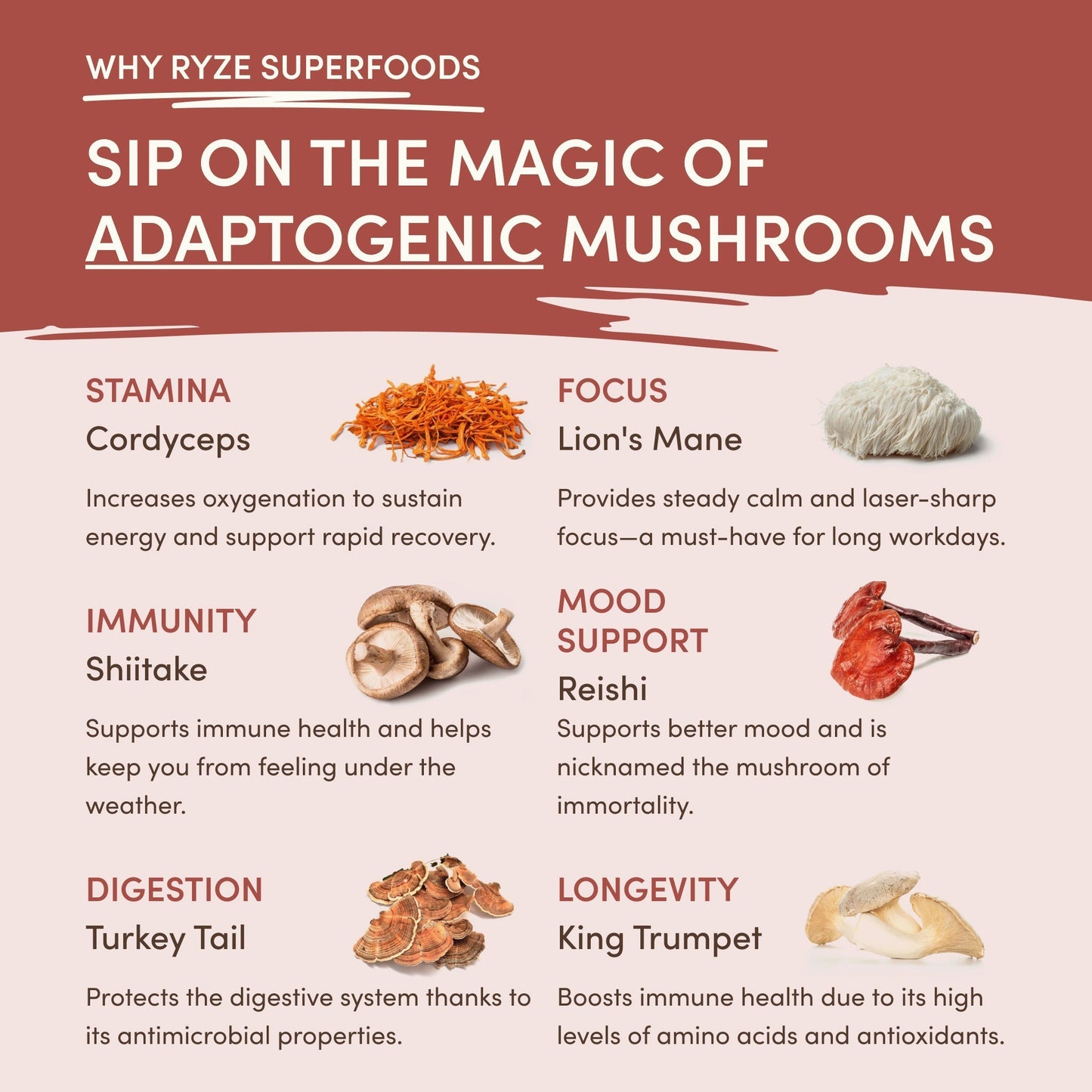 Mushroom Chicory A13N